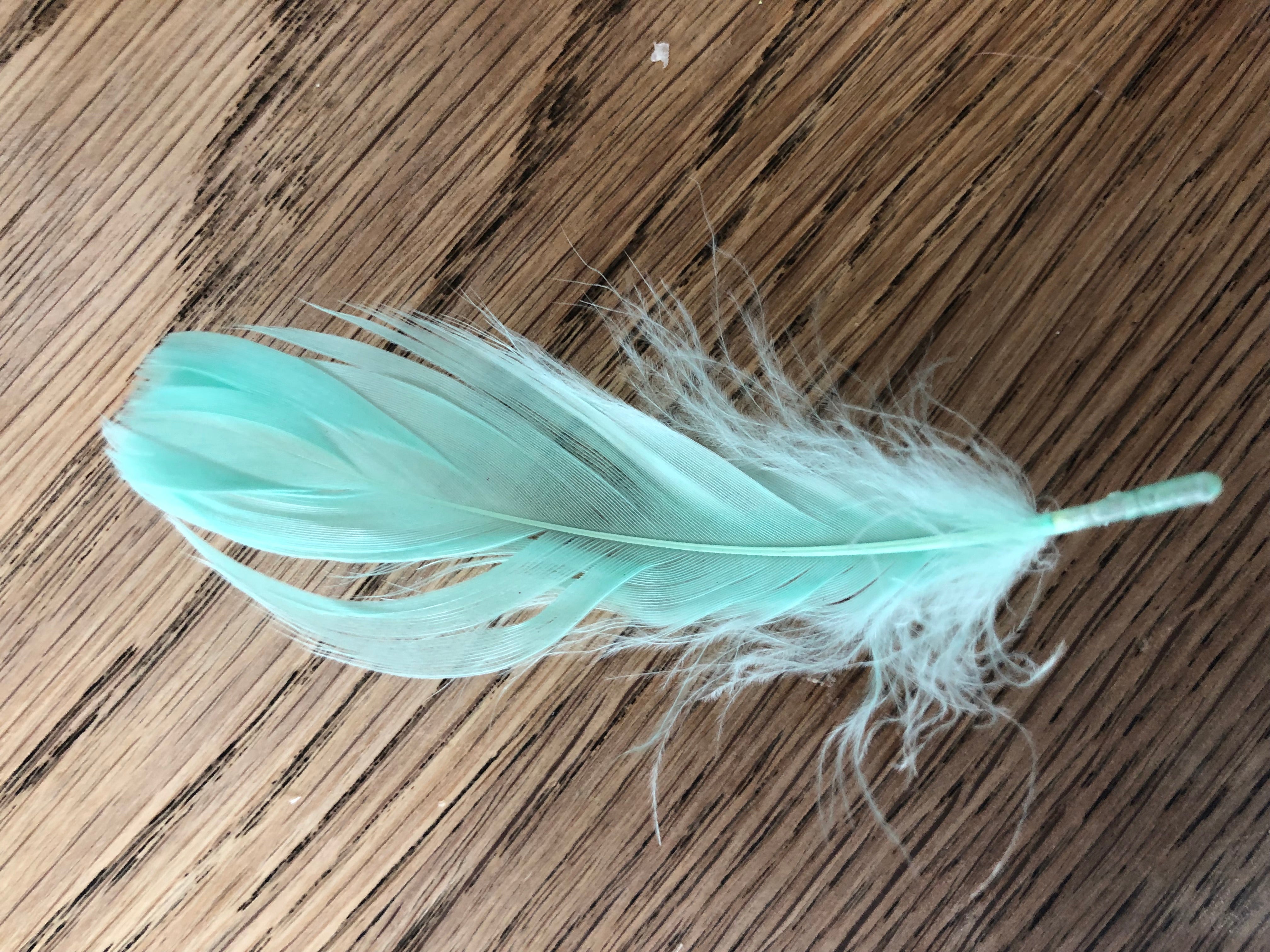 Plume turquoise