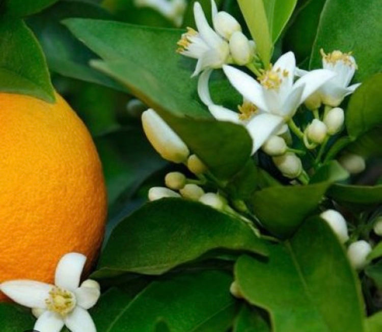 Roll On Détente et Sommeil Paisible Huiles essentielles Lavande Orange  douce Mandarine jaune